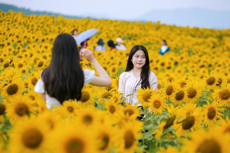 hoa huong duong Nghe An anh 14