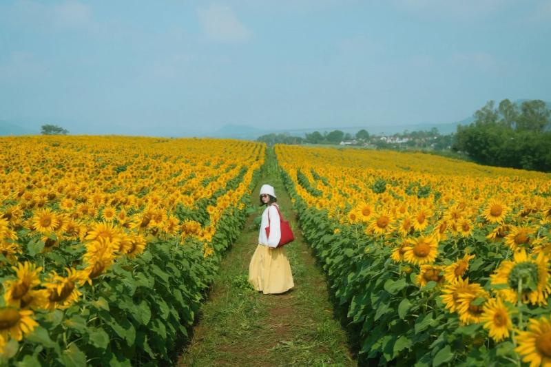 hoa huong duong Nghe An anh 12