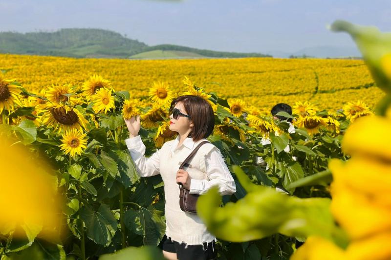 hoa huong duong Nghe An anh 7