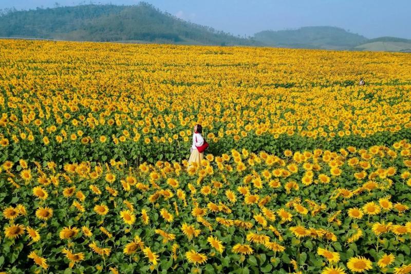 hoa huong duong Nghe An anh 13