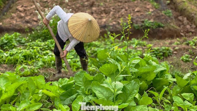 Hoa cai anh 14