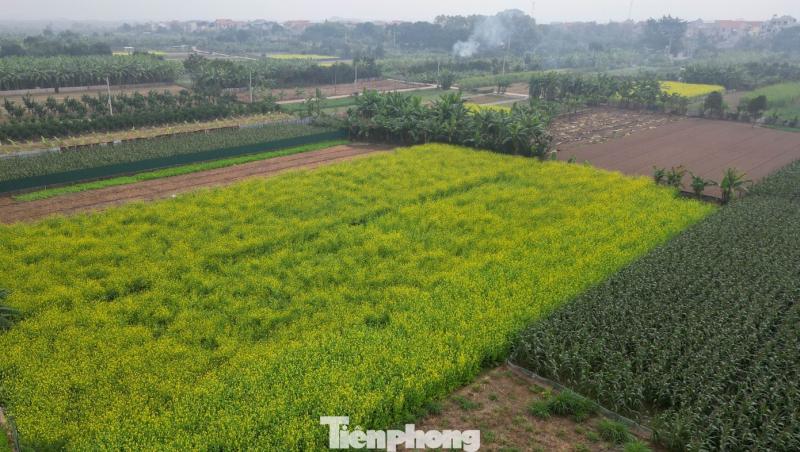 Hoa cai anh 9