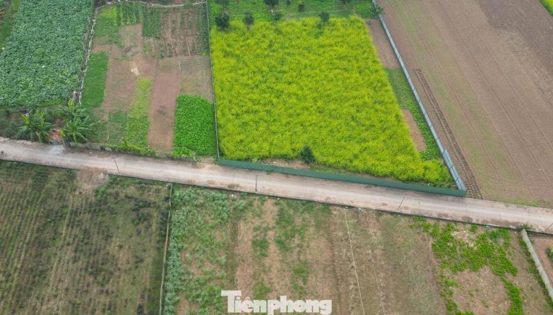 Hoa cai anh 16