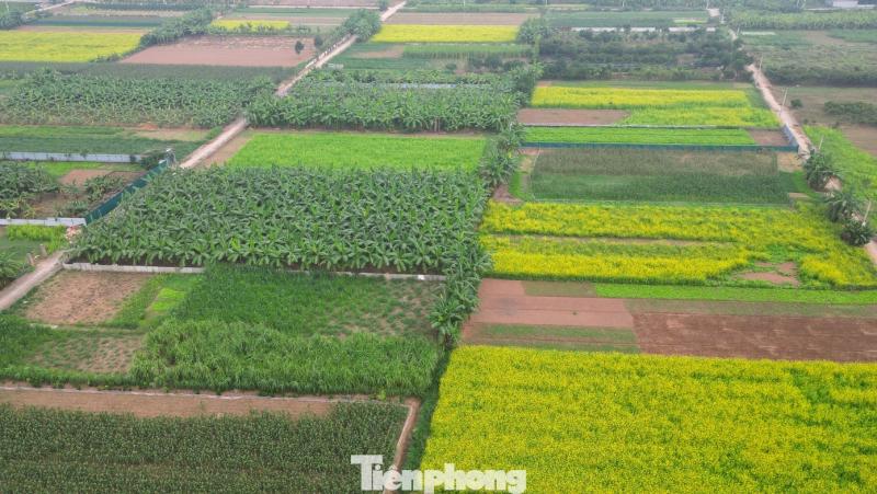 Hoa cai anh 15