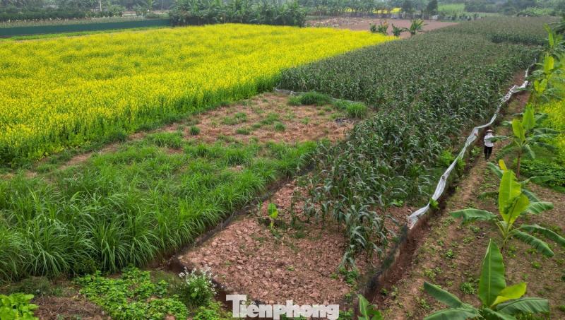 Hoa cai anh 10