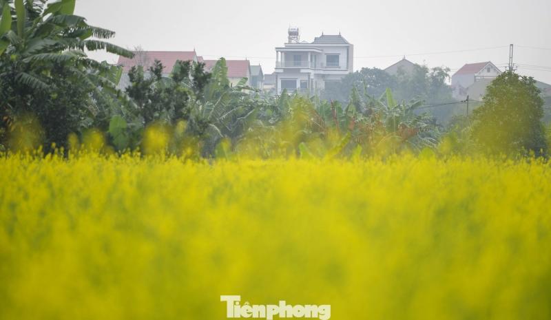 Hoa cai anh 4