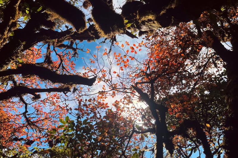 Phu Sa Phin,  trekking anh 2