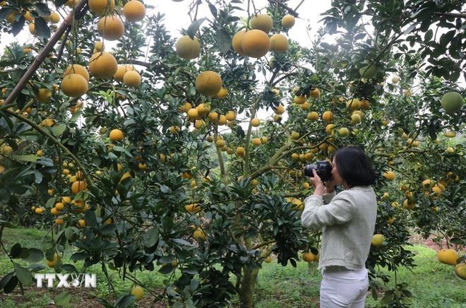 Bac Ninh anh 4
