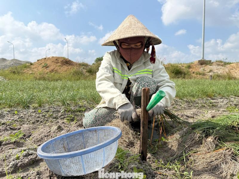 Kieu Tet anh 3