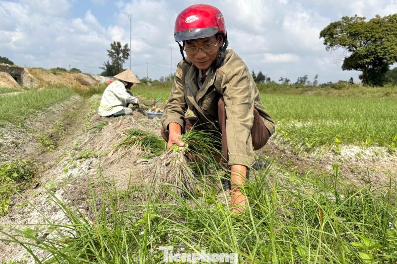 Kieu Tet anh 4
