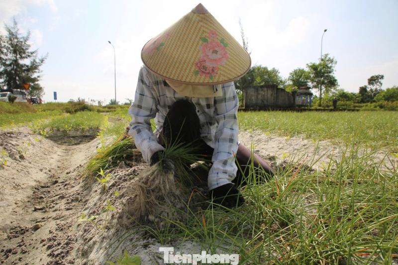 Kieu Tet anh 9