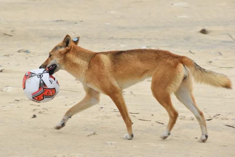 K'gari anh 2