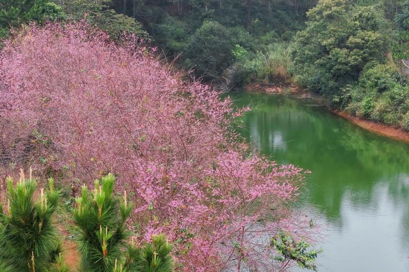Mang Den anh 14