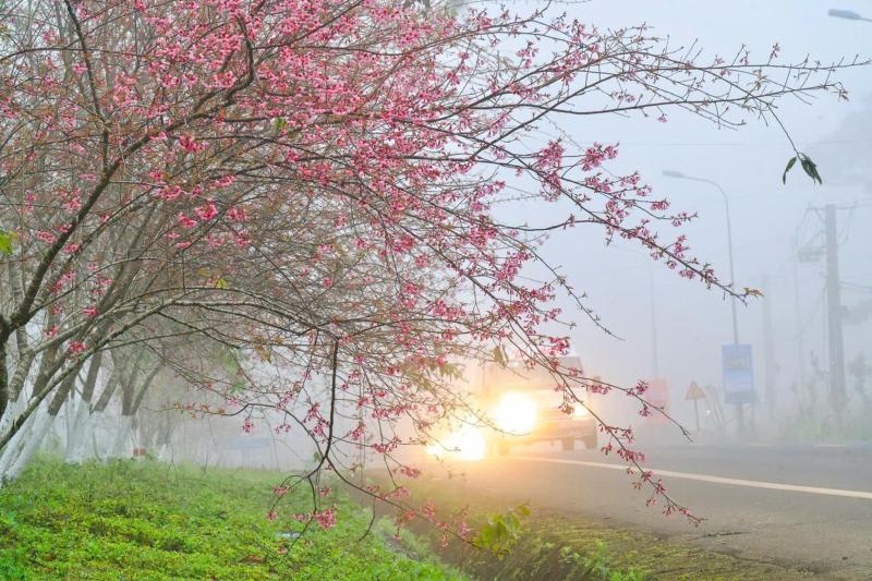 Mang Den anh 6