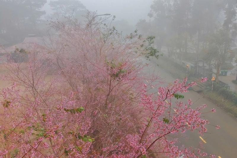 Mang Den anh 19