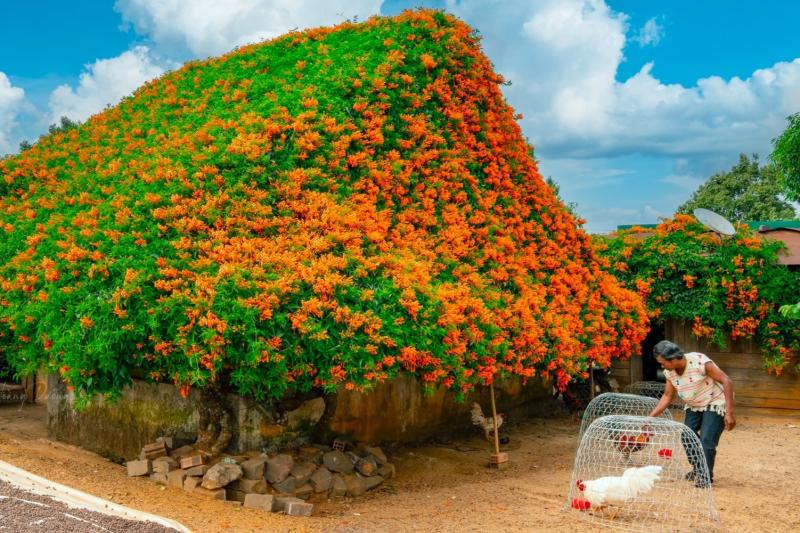 hoa xac phao anh 14