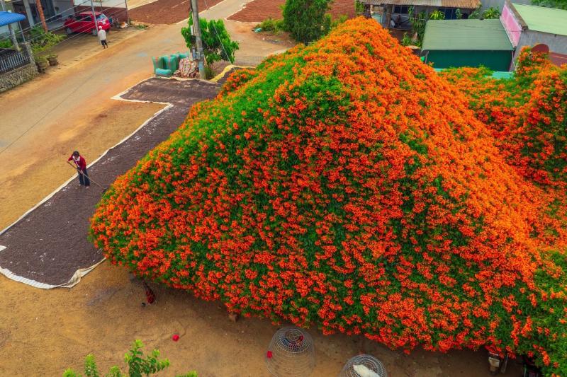 hoa xac phao anh 13