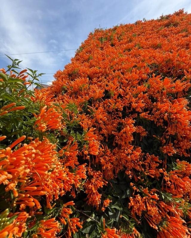 hoa xac phao anh 17