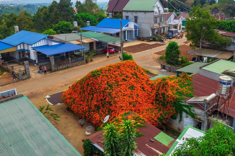 hoa xac phao anh 12