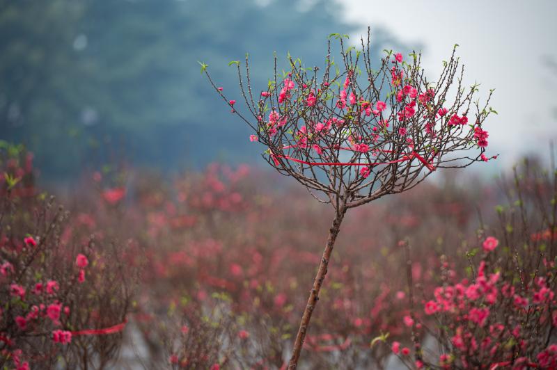 dao tet anh 3