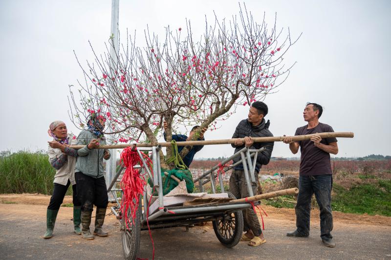 dao tet anh 16