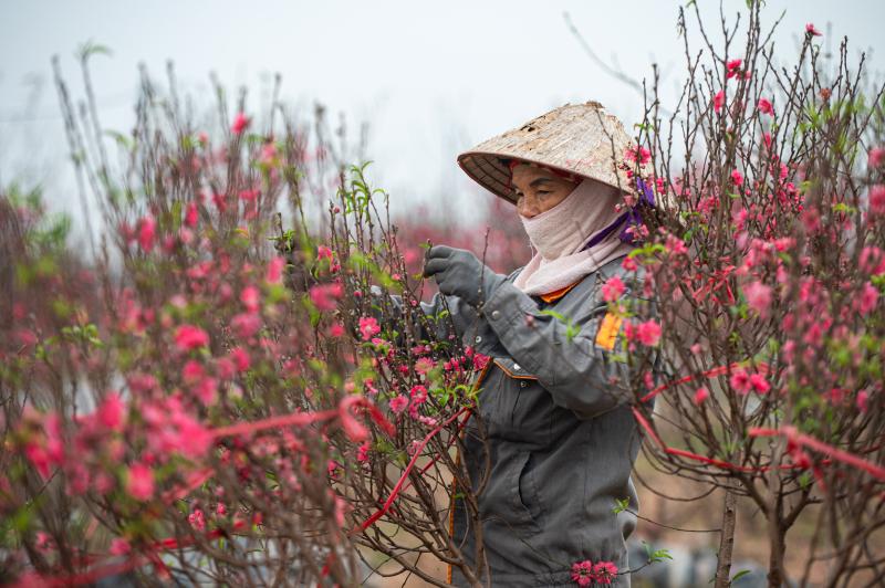 dao tet anh 6