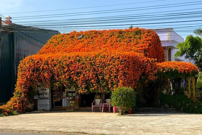 hoa xac phao anh 10