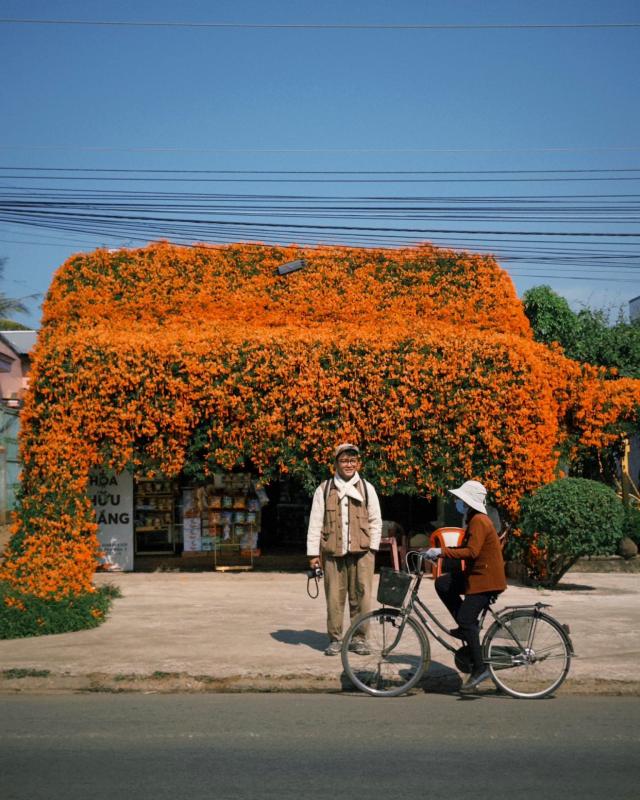 hoa xac phao anh 3
