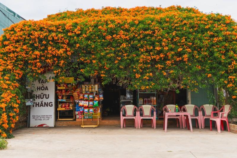 hoa xac phao anh 2