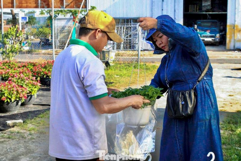 hoa tet anh 5