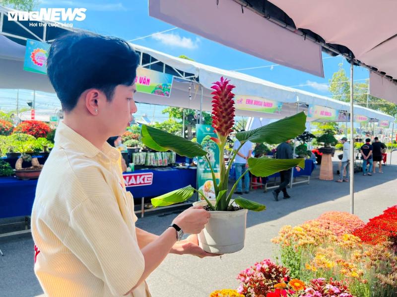 hoa nghe sen anh 4
