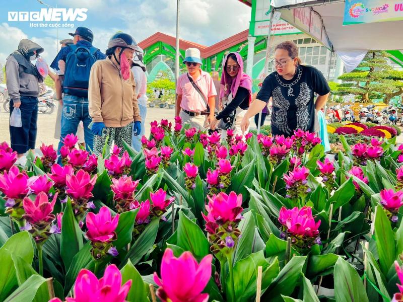 hoa nghe sen anh 1