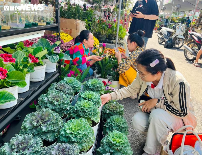 hoa nghe sen anh 5