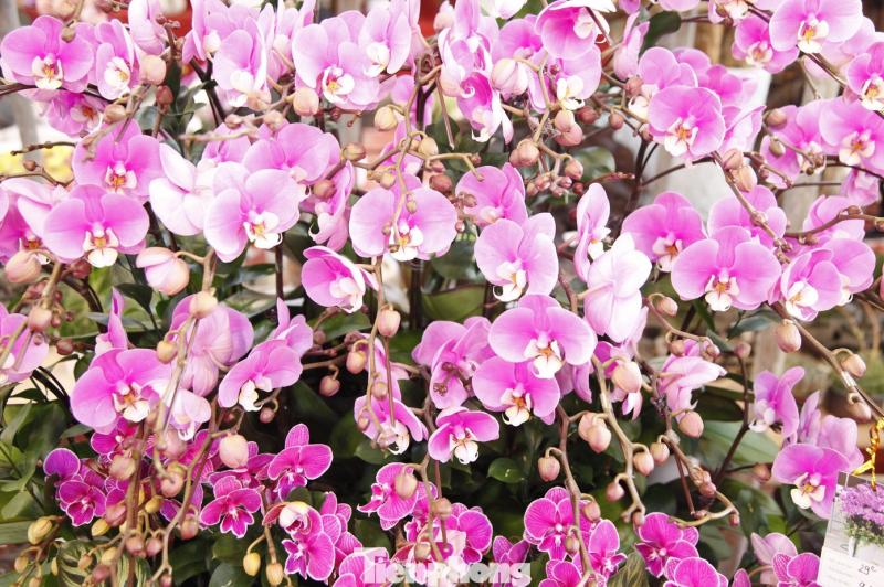 hoa tet anh 9