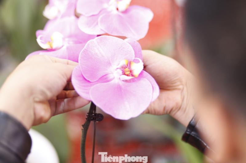 hoa tet anh 6