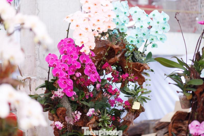 hoa tet anh 7