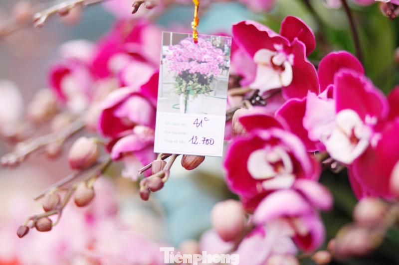 hoa tet anh 11