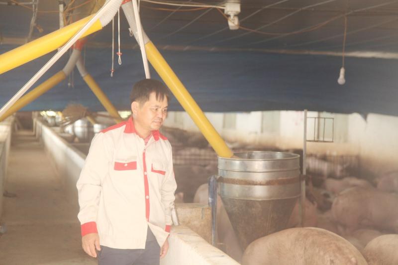 nuoi heo anh 1