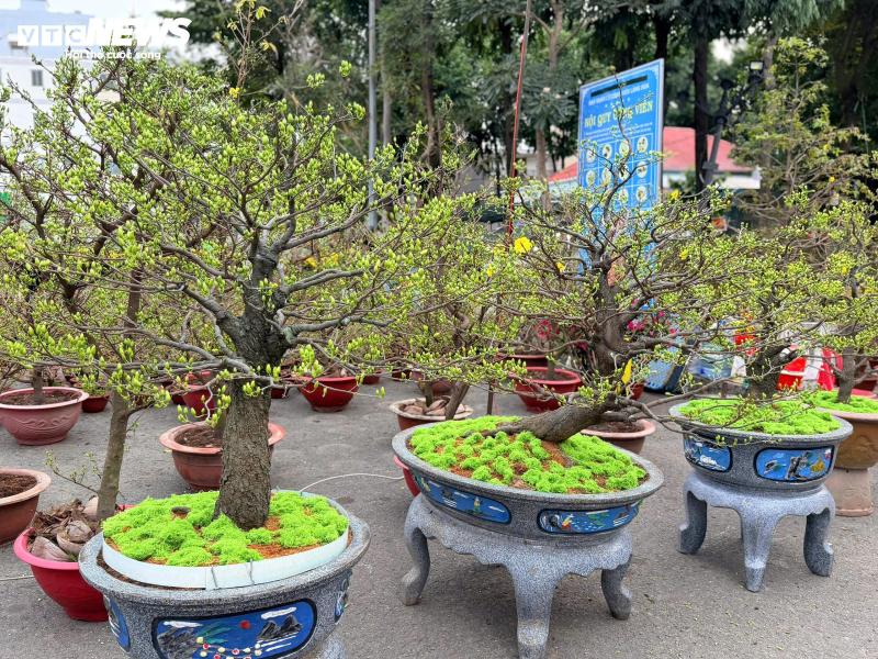 Tet anh 5
