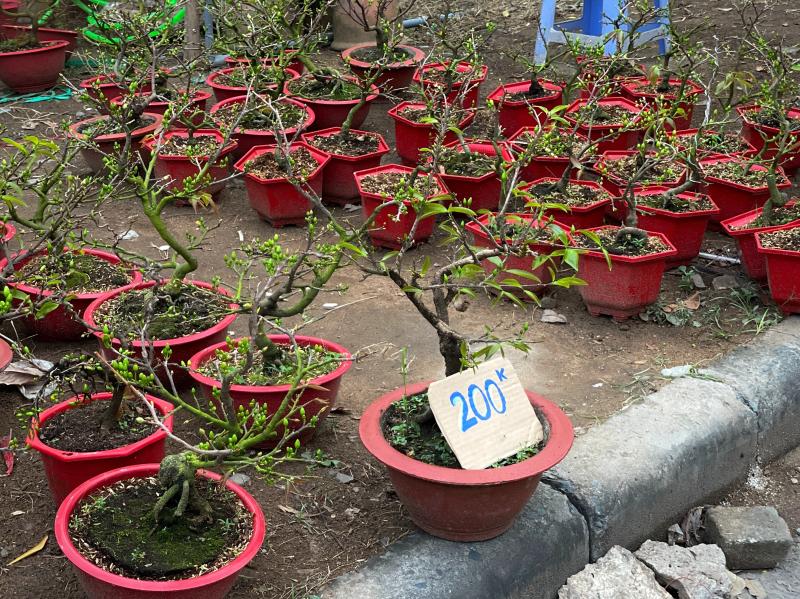 cho hoa anh 1