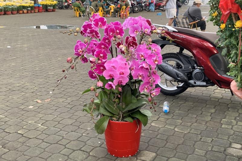 lan ho diep anh 2