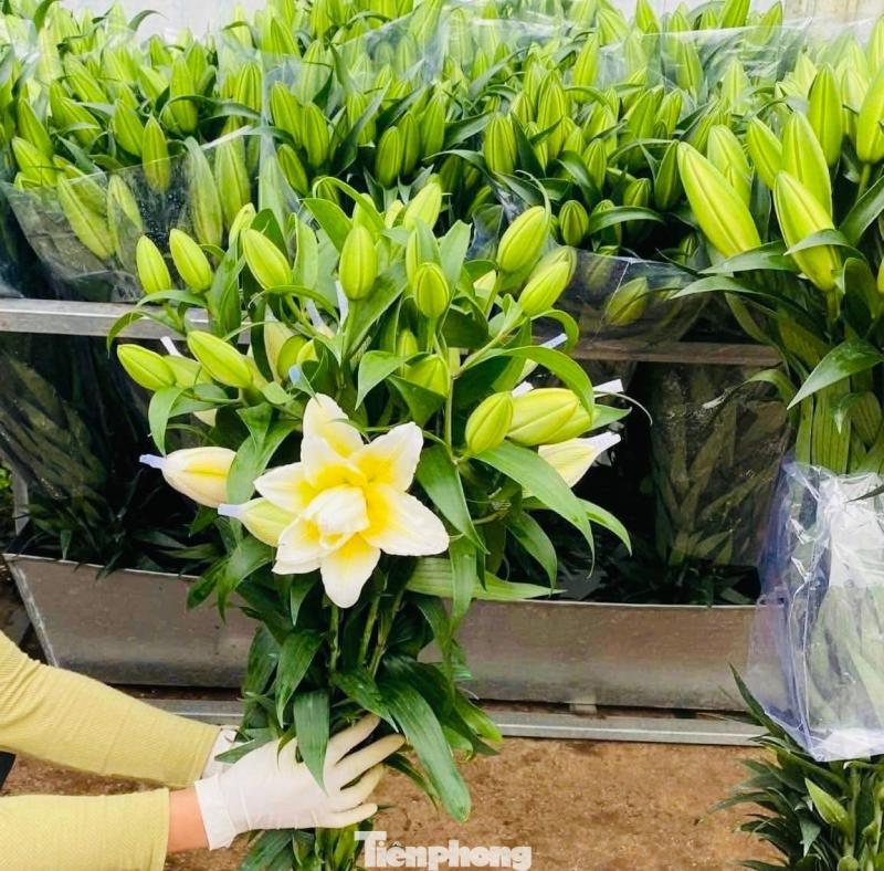 tet anh 3