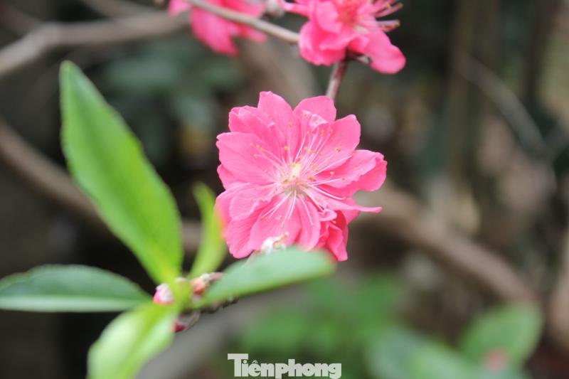 tet anh 5