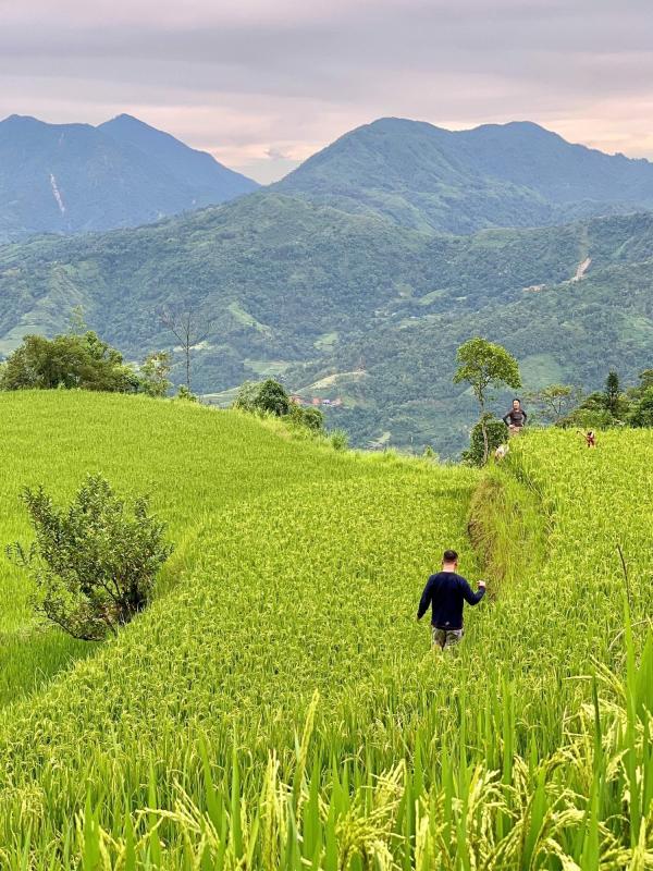 bap cai anh 5