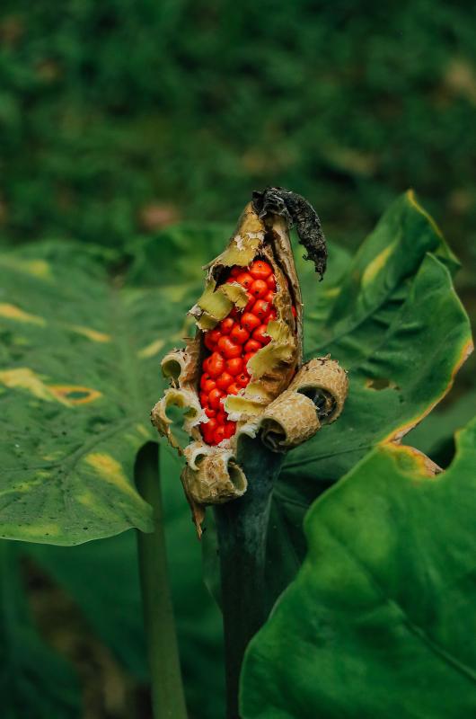 Cuc Phuong anh 7