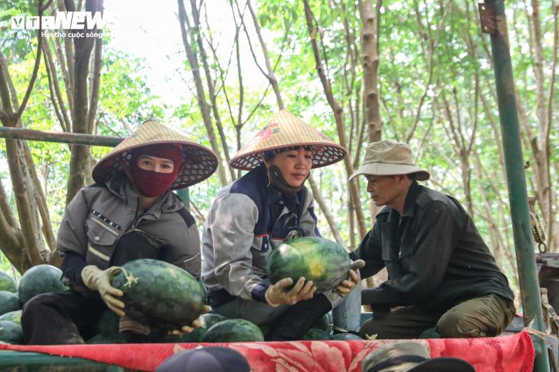 dua hau anh 5