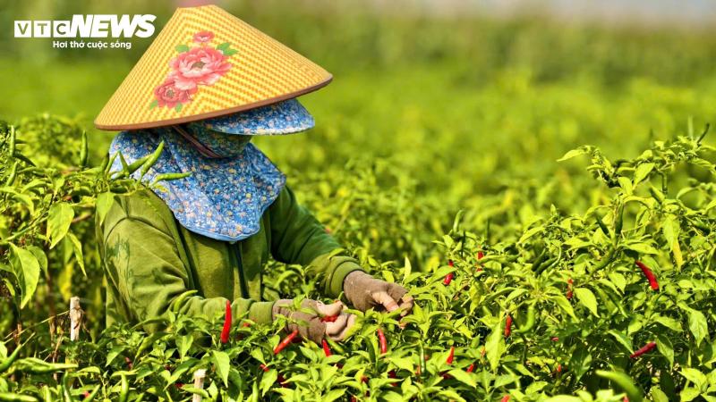 ot quang ngai anh 3