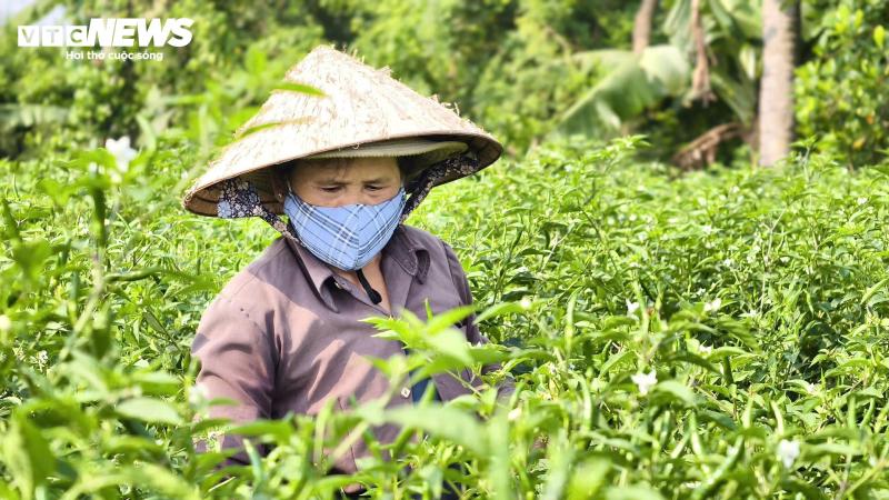 ot quang ngai anh 1
