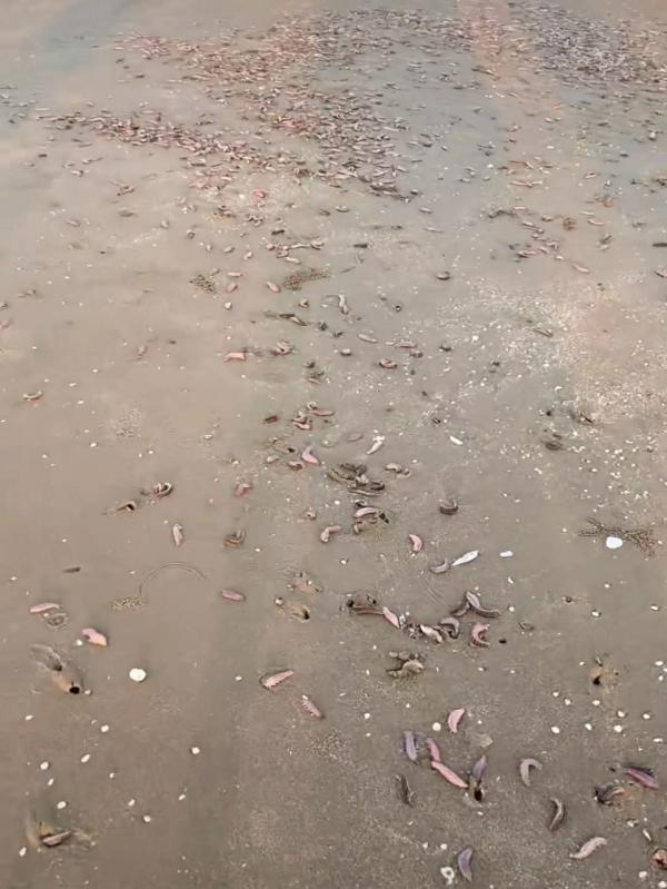 Vung Tau anh 3