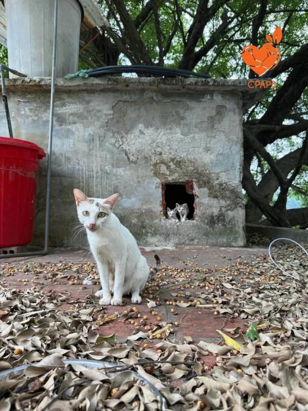 Cong vien Thong Nhat,  meo anh 2